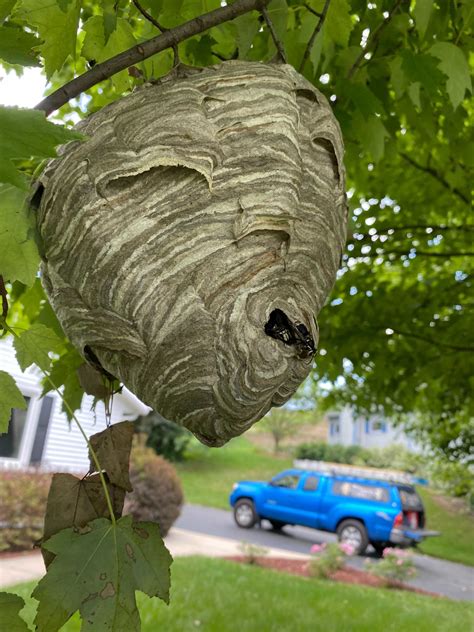 Wasp Nest In Tree