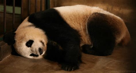 Tired Panda GIF - Find & Share on GIPHY