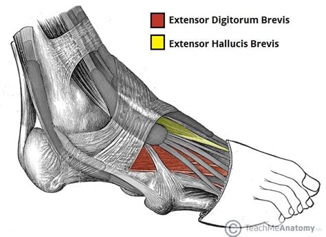 Extrinsic foot muscles - uijawer