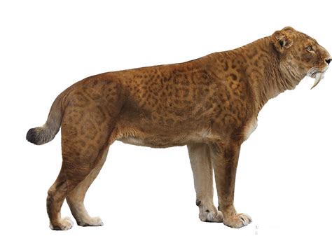 Smilodon | Dinosaur Wiki | FANDOM powered by Wikia