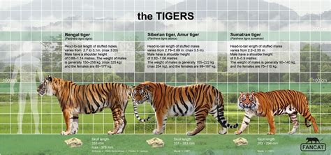 The tigers: size & characteristics | Bengal tiger, Amur tiger, Tiger