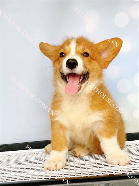 Chó Corgi trắng vàng mã CG001 tại cửa hàng PetHouse