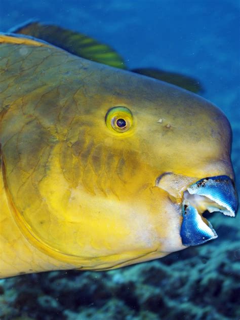 What Fish Has A Beak And Eats Coral: A Fascinating Underwater Predation