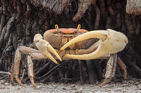 Blue Land Crab stock photo - Minden Pictures