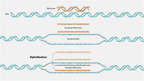 Hybridization