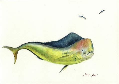 Mahi mahi fish Painting by Juan Bosco - Fine Art America