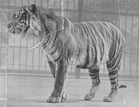 Javan Tiger Facts, Causes of Extinction, and Pictures