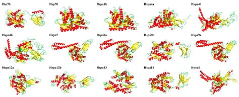 Genes | Free Full-Text | Hsp70 Gene Family in Sebastiscus marmoratus ...