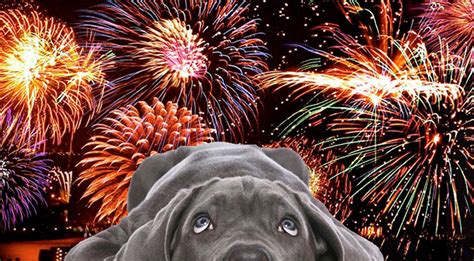 How Can I Tell If My Dog Is Scared Of Fireworks