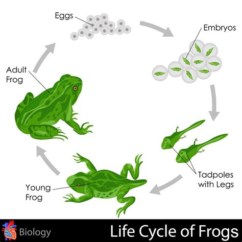 life cycle of a tree frog - Rickie Brinkley