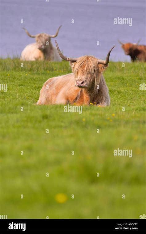 Highland bull, Scotland Stock Photo - Alamy