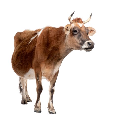 Premium Photo | Brown Jersey cow on a white isolated