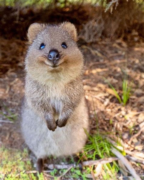 Meet Quokkas: The Happiest Animals On Earth (18 Pics) - World News 10