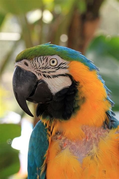 Adopt A Companion Bird — Free Flight Exotic Bird Sanctuary