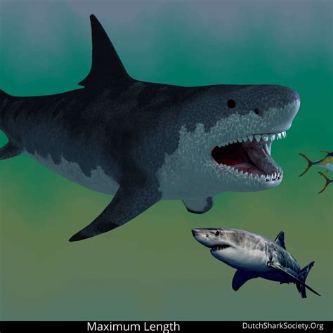 Megalodon vs. Great White Shark Comparison - Dutch Shark Society