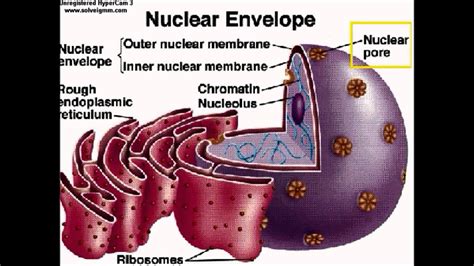 Nucleus And Nuclear Envelope