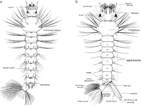 3 External anatomy of mosquito larvae, dorsal view, with anal segment ...