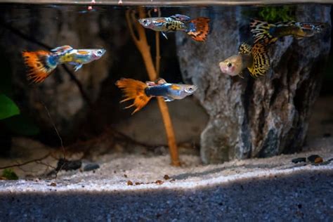 Top 18 Best Guppy Tank Mates: Fish, Snail & Shrimp