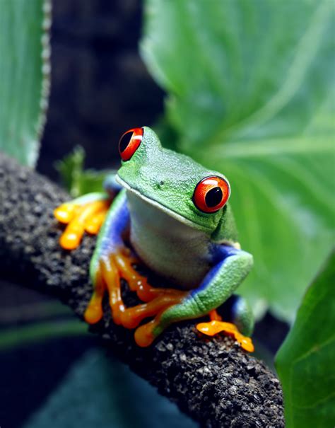 Red-Eyed Tree Frog | A Red-Eyed Tree Frog (Agalychnis callid… | Flickr