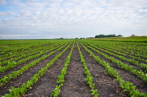 Sustainable Soybean Farmer Tony Mellenthin Shares His Earth Day Plans