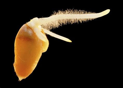 Germinating Wheat Seedling Photograph by Adam Hart-davis/science Photo ...