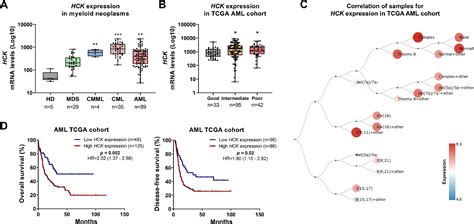 Comprehensive analysis of the HCK gene in myeloid neoplasms: Insights ...