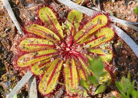 Australian Carnivorous Plants - Droseraceae