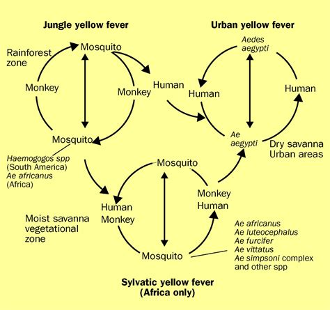 Yellow fever: an update - The Lancet Infectious Diseases