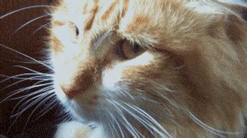 Cat Fart GIF - Find & Share on GIPHY