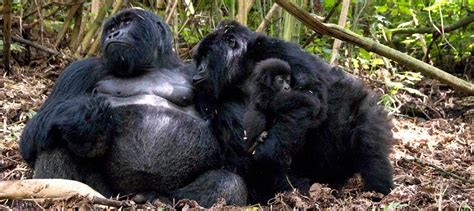 Habituated Mountain Gorilla Families in Uganda | Wildlife Safaris & Tours