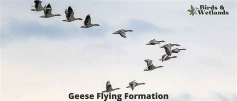 Geese Flying Formation - Birds & Wetlands