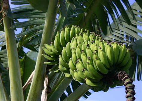 How to plant a banana tree ???? ???? A step-by-step guide to success