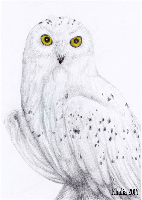 Snowy Owl Drawing by KhaliaArt - Pencil and Colored Pencils