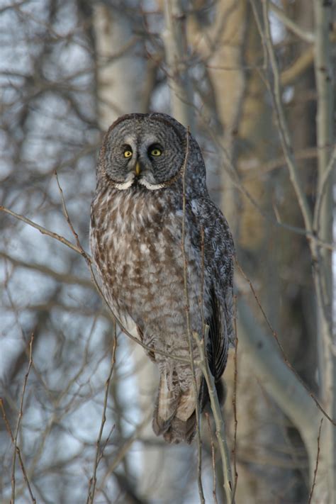 Great gray owl | The Raptor Center