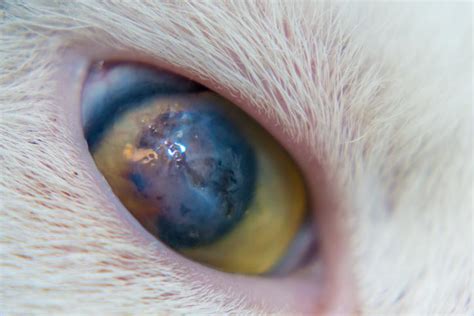 Cat Eye Diseases - Causes, Symptoms and Treatment - FULL LIST with PHOTOS!