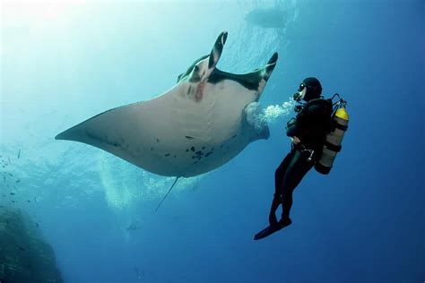 Best Place to Dive with Manta Rays - DivingPicks.com