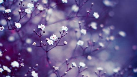 Lavender Flower Wallpapers HD Free Download