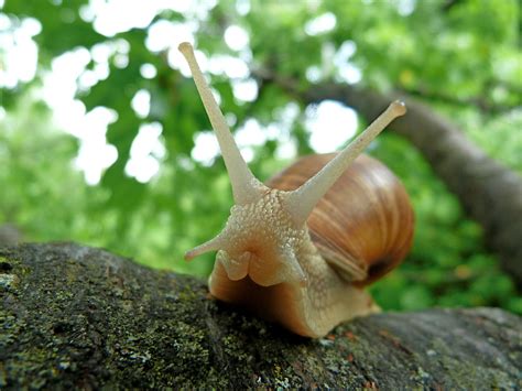 241 Cute And Funny Pet Snail Names - Animal Hype