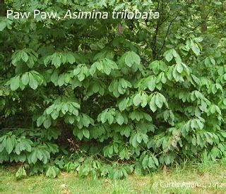 Common pawpaw tree, alternate untoothed leaves with pointed tips. Small ...