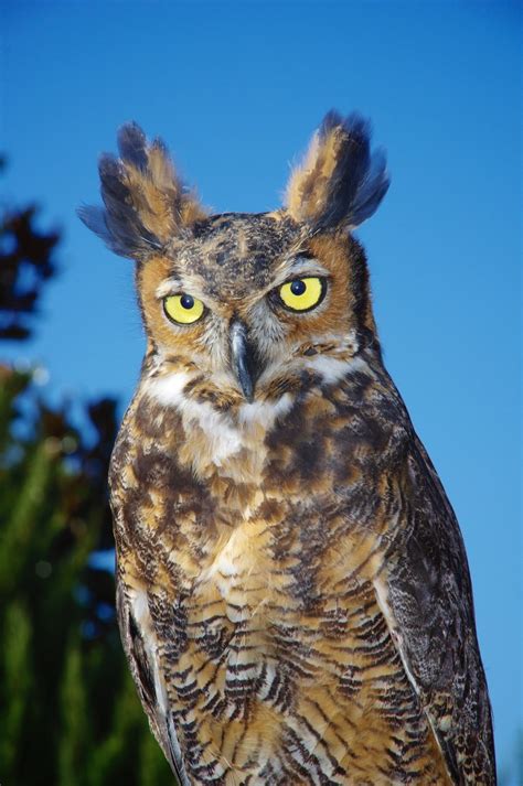 Hoot! Hoot! Meet your neighborhood Birmingham owls | Bham Now