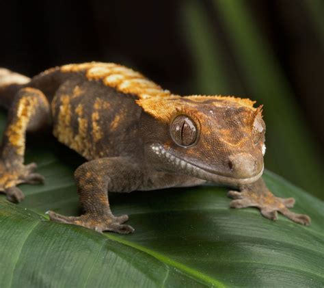 Crested gecko - Malta National Aquarium