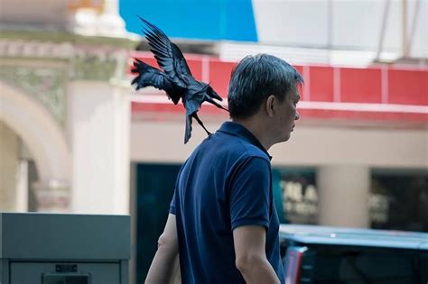 Angry birds! Crows attack Orchard Road pedestrians