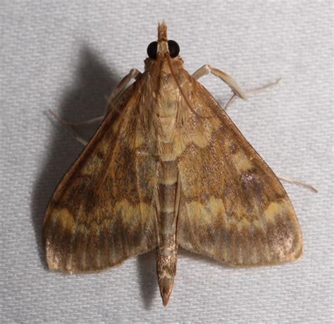 Maryland Biodiversity Project - European Corn Borer Moth (Ostrinia ...