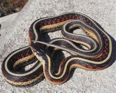 Common Gartersnake (Thamnophis sirtalis) - North Dakota Herp Atlas