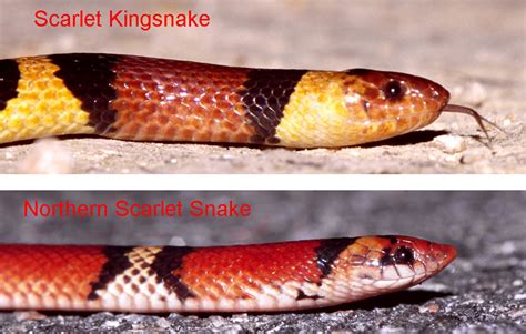 Scarlet Kingsnake, Northern Scarlet Snake comparison - a photo on ...