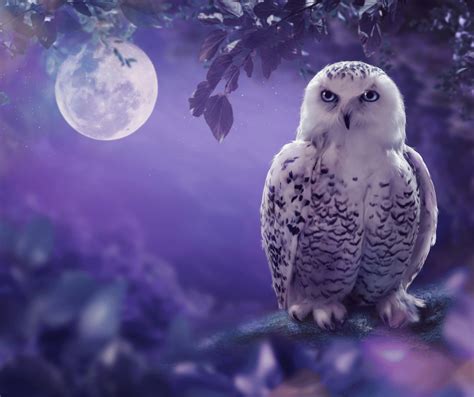 White Owl at Night Meaning: Symbolism and Interpretation