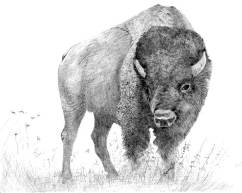 Bison Illustration