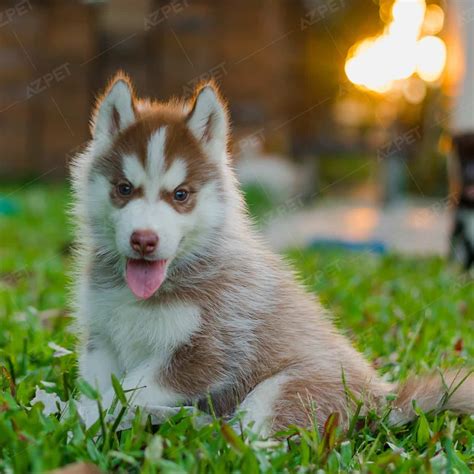 Bán Chó Husky Thuần Chủng - Bảo Hành Toàn Diện 365 Ngày