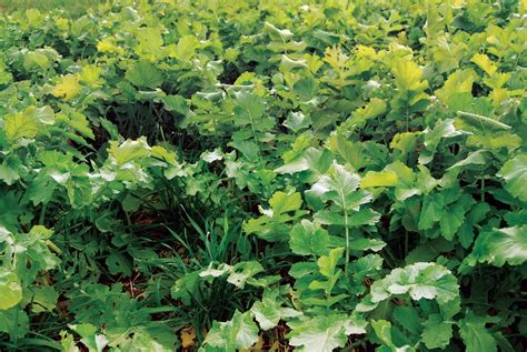 Tillage radish cover crop - tips to maximize its benefits