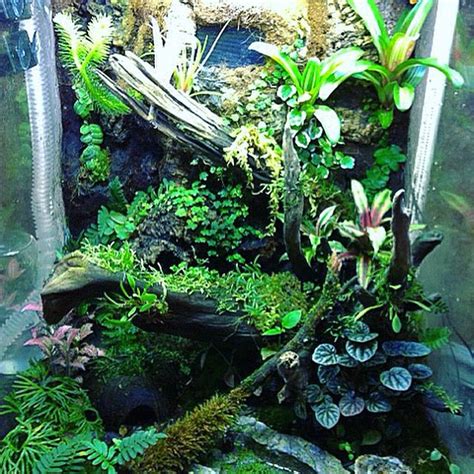 Dart Frog Vivarium